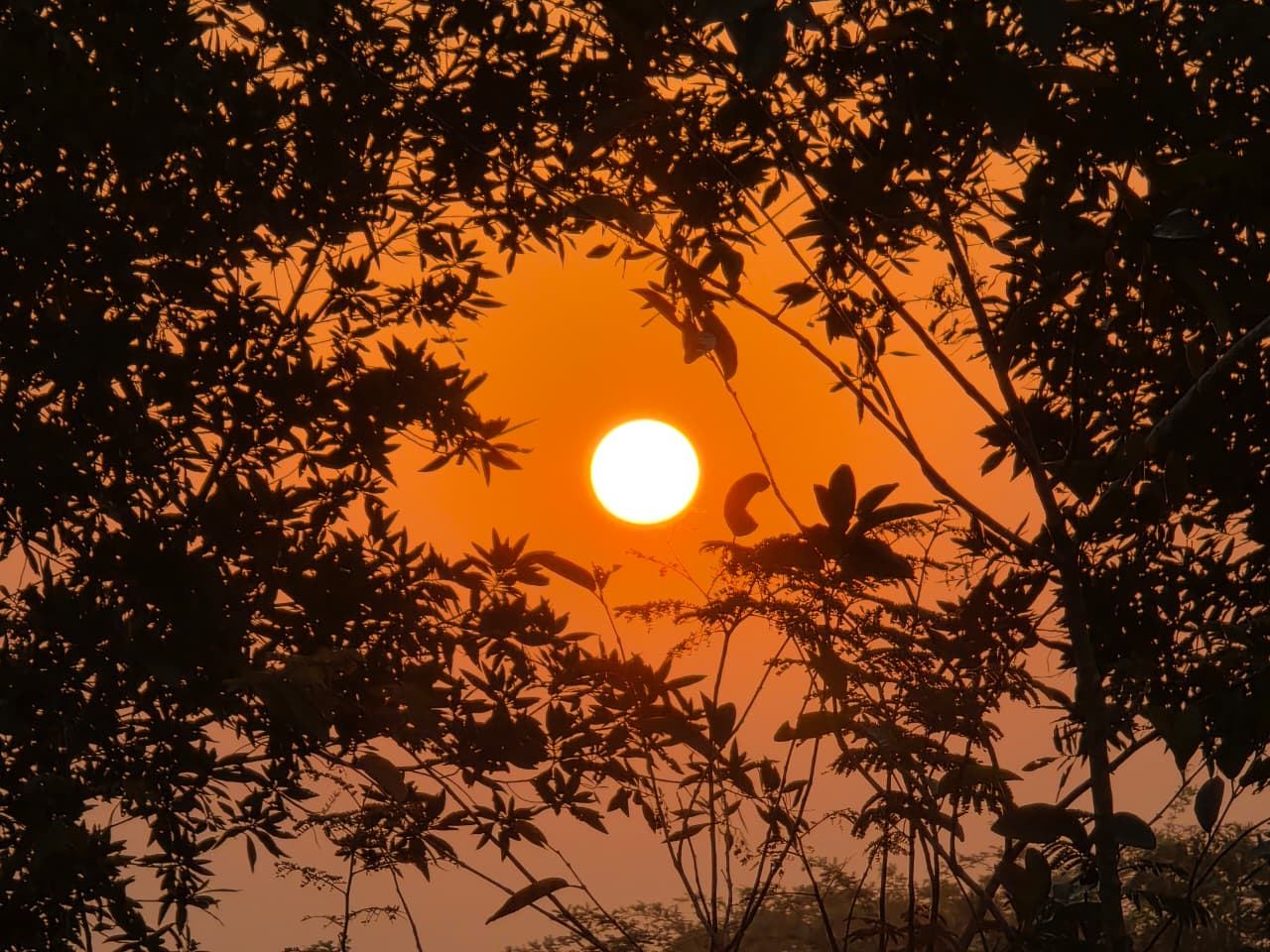 Sunset over Mutram Heritage Stay — warm golden light through silhouetted leaves